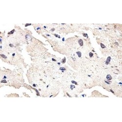 Pleckstrin Homology Domain-Containing Family G Member 3 (PLEKHG3) Antibody
