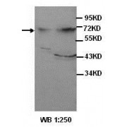 Western blot analysis of HepG2 cell and human fetal liver lysates, using AFP antibody.