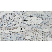 IHC-P analysis of fetal brain, with nuclear staining, using APEX2 antibody (1/100 dilution).