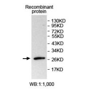 Western blot analysis of GFP-tagged protein-transfected HEK293 cell lysate, using GFP antibody.