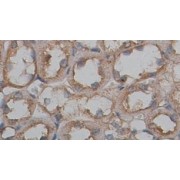 abx037774