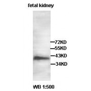 Western blot analysis of fetal kidney lysate, using AADACL2 antibody.