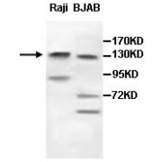 abx038302