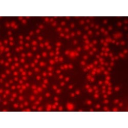 High Mobility Group Protein B1 (HMGB1) Antibody