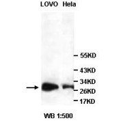 Western blot analysis of LOVO and HeLa cell lysates, using HMGB1 antibody.