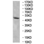 WB analysis of HEK-293 cell lysates, using NUPL2/NUP42 Antibody.