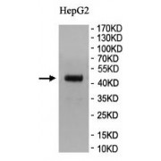 WB analysis of HepG2 cell lysate, using PUS7L Antibody (1/500 dilution).