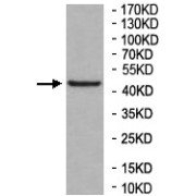 WB analysis of 293T cell lysates, using TBC1D13 antibody (1/200 dilution).