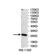 Western blot analysis of recombinant protein using OSGIN2 Antibody.