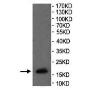 Western blot analysis of HEK-293 cell lysate, using FAM72A antibody (1/500 dilution).