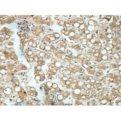 HEPACAM Family Member 2 (HEPACAM2) Antibody