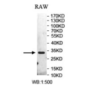 WB analysis of RAW lysate, using STOM antibody (1/500 dilution).