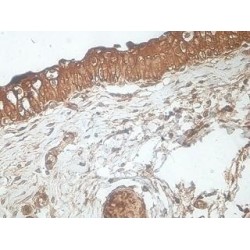Coiled-Coil Domain-Containing Protein 172 (CCDC172) Antibody