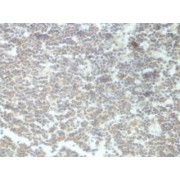 IHC-P analysis of human lymph node, with membrane staining, using C6 Antibody (1/100 dilution).