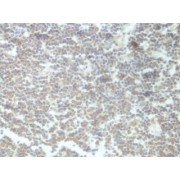 IHC-P analysis of human lymph node, with membrane staining, using C6 Antibody (1/100 dilution).