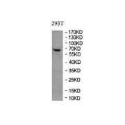 WB analysis of extracts of 293T cell lysate, using FAM55C/NXPE3 antibody.