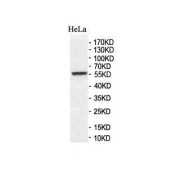 WB analysis of HeLa cells, using FAM115A Antibody.