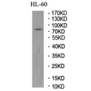 WB analysis of HL-60 cell lysate using CAPN3 antibody.