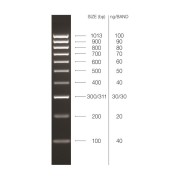 0.1-1 kbp DNA Marker