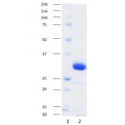 SDS-PAGE analysis of recombinant ASFV p30 protein.