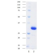 abx160069