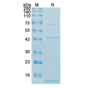 SDS-PAGE analysis of Human ATP Synthase F(0) Complex Subunit C1, Mitochondrial (ATP5G1) Protein.
