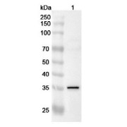 Western blot analysis of lysates for Recombinant protein, using Dystrophin (DMD) Antibody (1/64000 dilution).