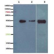 WB analysis of (1) K562 cell line lysates, (2) HEK293 cell line lysates, and (3) SGC cell line lysates. Lysate concentration: 15 µg/lane. Primary antibody: abx147252 (1/1000 dilution). Secondary antibody: HRP-conjugated Goat anti-Mouse IgG (1/10,000 dilution). Predicted band size: 38 kDa. Observed band size: 43 kDa. Blocking/Dilution buffer: 5% skimmed milk/PBST. Exposure time: 1 min.