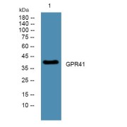 WB analysis of U2OS cells lysate, using GPR41 antibody (1/1000 dilution).