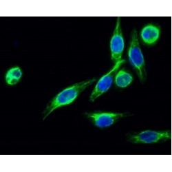 Membrane Associated Ring-CH-Type Finger 5 (MARCHF5) Antibody