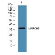 WB analysis of U2OS cell lysates, using MARCHF5 Antibody (1/1000 dilution, overnight incubation at 4 °C).