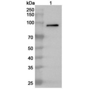 WB analysis of HL-60 cell lysate, using MPO antibody (1 µg/ml) followed by <a href="https://www.abbexa.com/index.php?route=product/search&search=abx457668" target="_blank">abx457668</a> - Goat anti-Rabbit IgG H&L antibody, conjugated to HRP (0.1 µg/ml). Calculated MW: 84 kDa, Observed MW: 84 kDa.