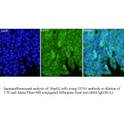 IF analysis of HepG2 cell, using UCN3 antibody (1/50 dilution) and AF488 conjugated goat anti-rabbit IgG (H+L).
