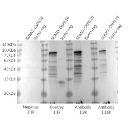 OsPIL16 Antibody