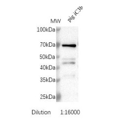 Inactivated Complement C3b (iC3b) Antibody