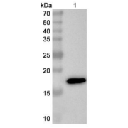 WB analysis of recombinant RNASE2 protein with RNASE2 antibody (1 µg/ml) and <a href="https://www.abbexa.com/index.php?route=product/search&search=abx457668" target="_blank">abx457668</a> - Goat Anti-Rabbit IgG H&L Antibody (HRP) (0.1 ug/ml). Calculated MW: 18 kDa, Observed MW: 18 kDa.