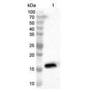 WB analysis of recombinant Phospholipase A2, Membrane Associated (PLA2G2A) protein using Phospholipase A2, Membrane Associated (PLA2G2A) antibody (1 μg/ml) and <a href="https://www.abbexa.com/index.php?route=product/search&search=abx457668" target="_blank">abx457668</a> - HRP-conjugated Goat Anti-Rabbit IgG H&L Antibody (0.1 μg/ml). Calculated MW: 16 kDa, Observed MW: 16 kDa.