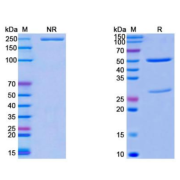 SDS-PAGE analysis of Cat IgG1 Isotype Control Antibody.