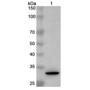 WB analysis of recombinant NECTIN4 protein using NECTIN4 antibody (1 µg/ml) followed by <a href="https://www.abbexa.com/index.php?route=product/search&search=abx457668" target="_blank">abx457668</a>- Goat anti-Rabbit IgG H&L antibody conjuagted to HRP (0.1 µg/ml). Calculated MW: 33 kDa, Observed MW: 33 kDa.