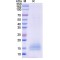 Monkeypox Virus Bifunctional EEV Membrane Phosphoglycoprotein (MPXV A35R) Protein