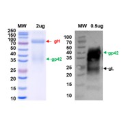 SDS-PAGE analysis of recombinant EBV gH/gL/gp42 Protein.