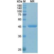 SDS-PAGE analysis of Idarucizumab.
