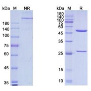 SDS-PAGE analysis of Zenocutuzumab.