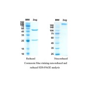 Reducing (Left) and Non-Reducing (Right) SDS-PAGE analysis of recombinant Magrolimab.