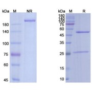 SDS-PAGE analysis of Runimotamab.