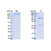 SDS-PAGE analysis of Pankomab.