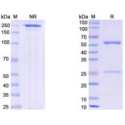 SDS-PAGE analysis of Barzolvolimab.