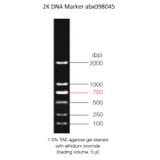 0.1-2 kbp DNA Marker