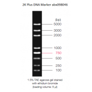 0.1-5 kbp DNA Marker