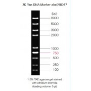 0.1-8 kbp DNA Marker
